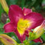 Hemerocallis Semiramide